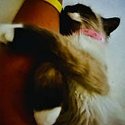 Mimi participe au concours pour gagner de l'argent avec cette photo : affection, animal, arm, cat, closeup, collar, comfort, cute, domestic_animal, fur, furry, human_arm, indoor, pet, pink, resting, sleeping, snuggling, wristband, yellow