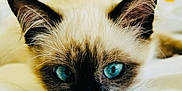 Mimi participe au concours pour gagner de l'argent avec cette photo : cat, siamese_cat, blue_eyes, close_up, pet, animal, fur, ears, whiskers, face, looking, resting, soft, white_background, cute, domestic_animal, portrait, feline, indoor, relaxed