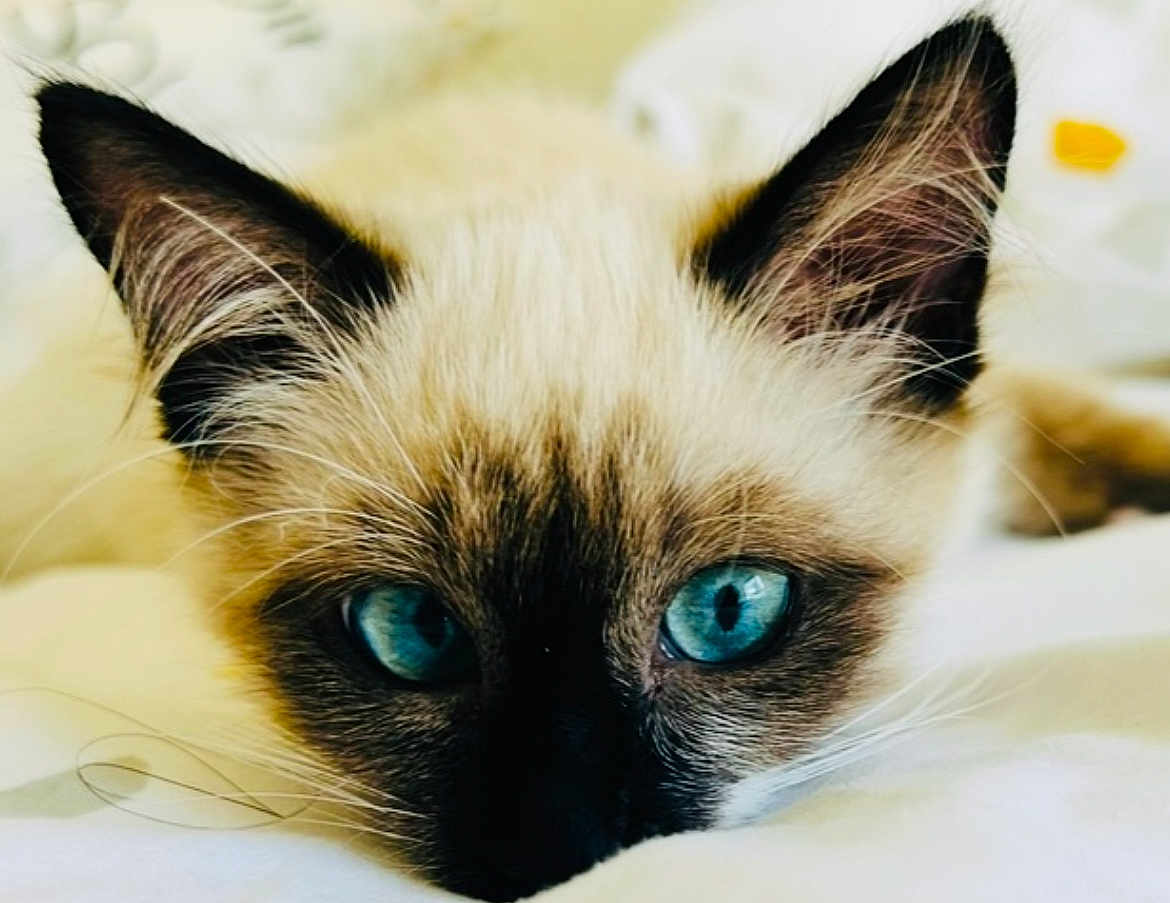 Mimi participe au concours pour gagner de l'argent avec cette photo : cat, siamese_cat, blue_eyes, close_up, pet, animal, fur, ears, whiskers, face, looking, resting, soft, white_background, cute, domestic_animal, portrait, feline, indoor, relaxed