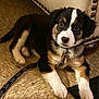 Bobby is registered to the contest to win money with this photo: animal, black, brown, collar, couch, cute, dog, domestic_animal, floor, fur, indoor, leash, paw_prints, pet_bed, puppy, resting, tile_floor, tricolor, white, young_dog