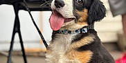 Bobby is registered to the contest to win money with this photo: animal, blurred_background, canine, collar, concrete_floor, cute, dog, domestic_animal, fur, happy, leash, outdoor, person, pet, playful, puppy, sitting, tongue_out, tricolor, young_dog