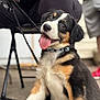 animal, blurred_background, canine, collar, concrete_floor, cute, dog, domestic_animal, fur, happy, leash, outdoor, person, pet, playful, puppy, sitting, tongue_out, tricolor, young_dog