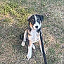 Bobby is registered to the contest to win money with this photo: animal, black, brown, canine, curious, cute, daylight, dog, fur, grass, leash, nature, outdoor, pet, playful, puppy, sitting, summer, white, young