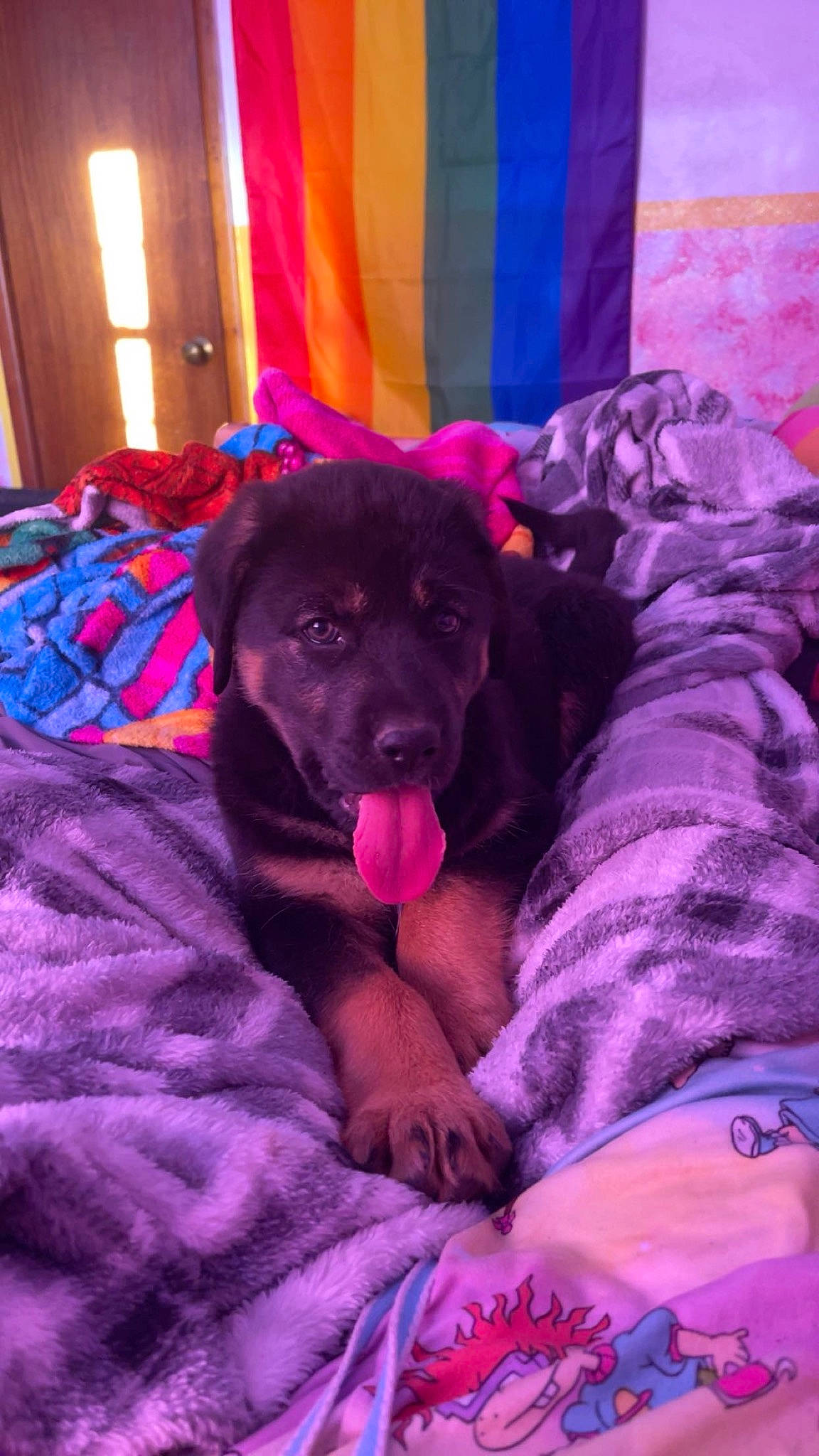 Leo joined the competition — help win amazing prizes! canidae, carnivore, comfort, companion_dog, curtain, dog, dog_breed, electric_blue, event, fawn, fur, guard_dog, linens, magenta, pink, purple, room, sporting_group, violet, working_animal