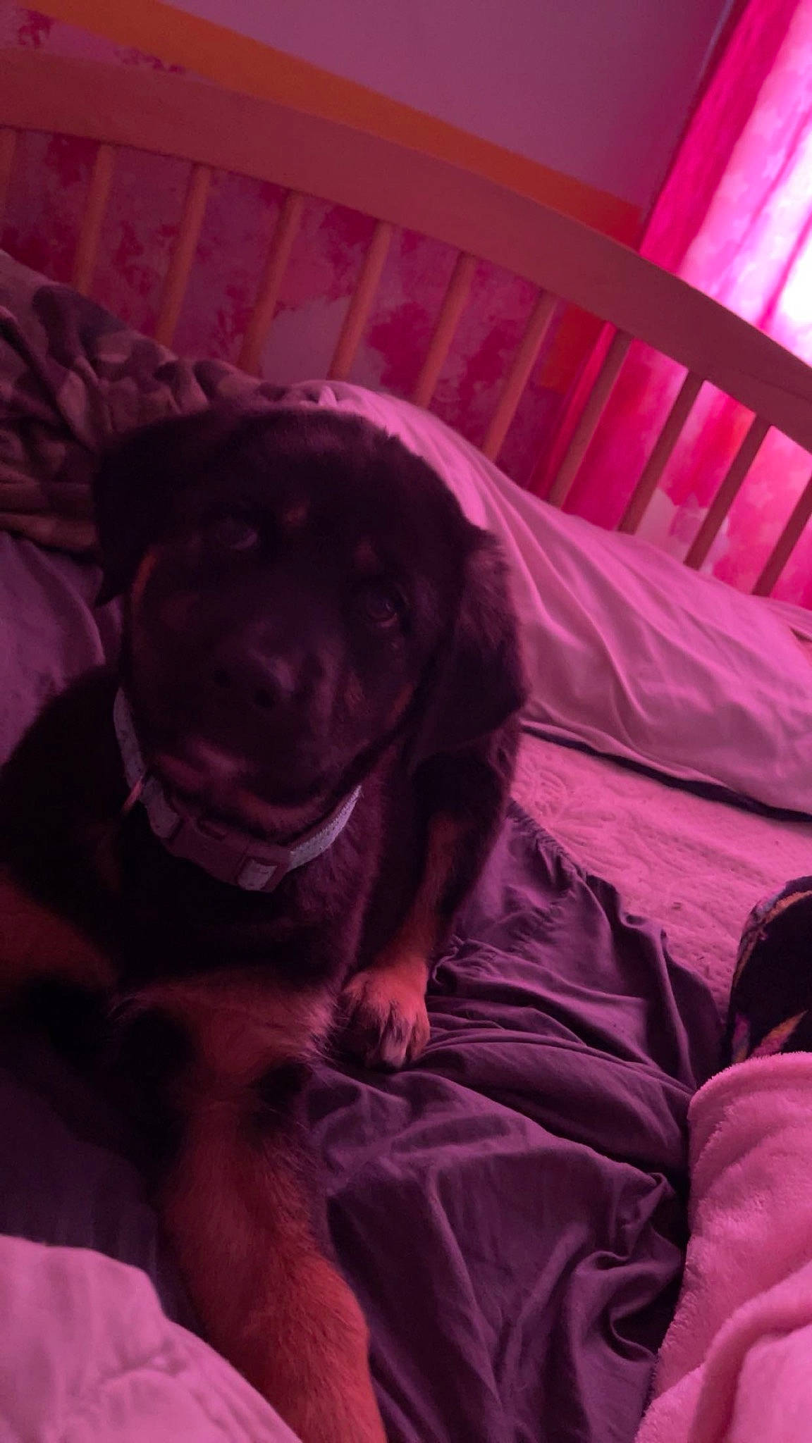 Leo is registered to the contest to win money with this photo: carnivore, comfort, companion_dog, darkness, dog, dog_breed, electric_blue, fawn, fur, linens, magenta, pink, purple, snout, sporting_group, tints_and_shades, toy_dog, violet, working_animal, wrinkle