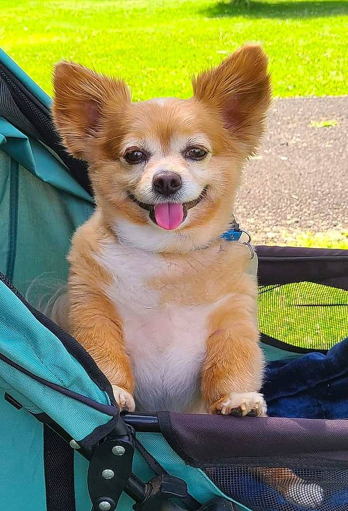 Ernie is registered to the contest to win money with this photo: bag, blue, carnivore, chihuahua, collar, companion_dog, dog, dog_breed, dog_supply, fawn, fur, grass, green, snout, sporting_group, tail, terrestrial_animal, toy_dog, whiskers, working_animal