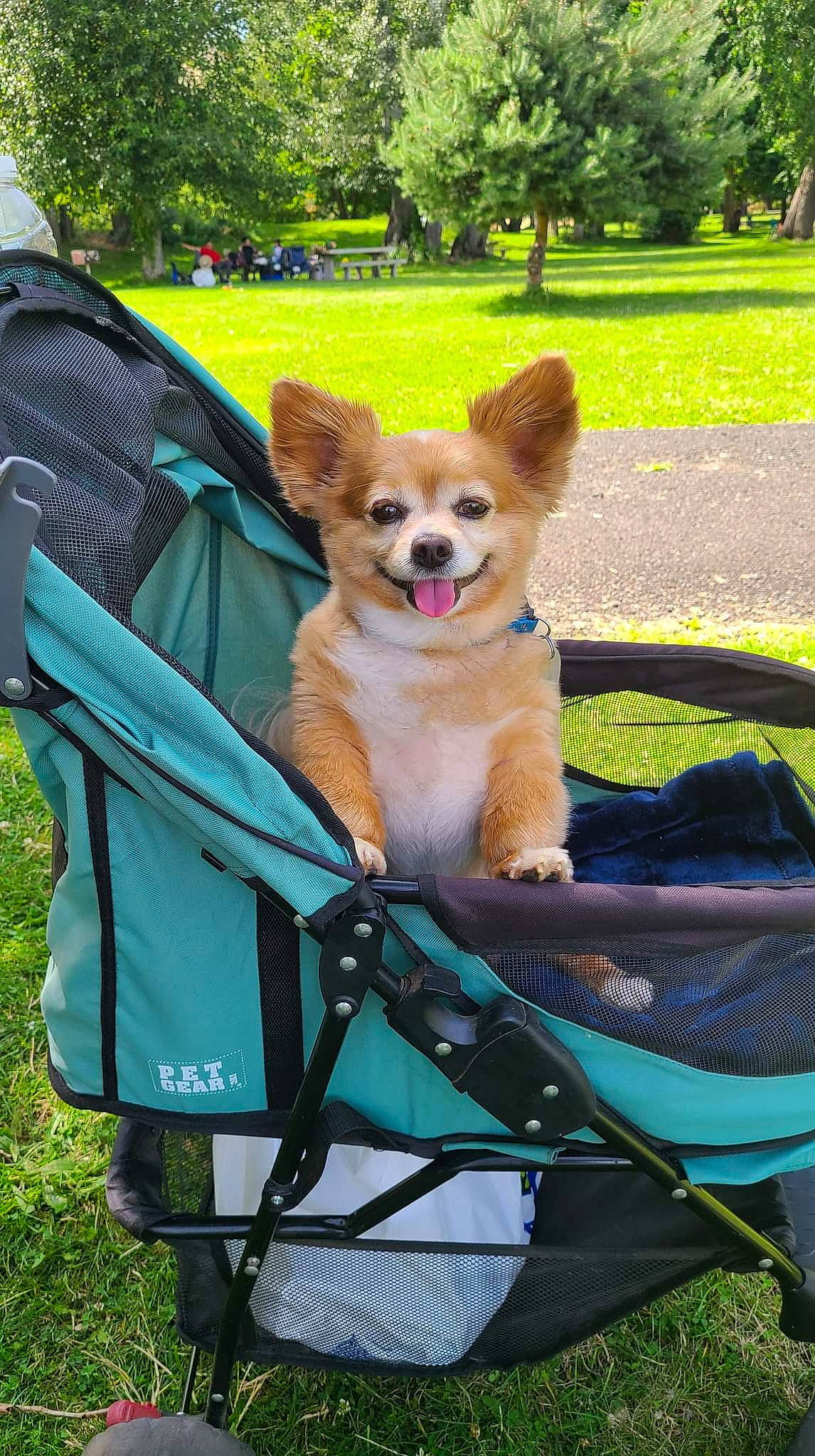 Ernie is registered to the contest to win money with this photo: bag, carnivore, chair, companion_dog, dog, dog_breed, dog_supply, fawn, folding_chair, grass, green, leisure, luggage_and_bags, outdoor_furniture, plant, recreation, snout, sporting_group, tree, working_animal