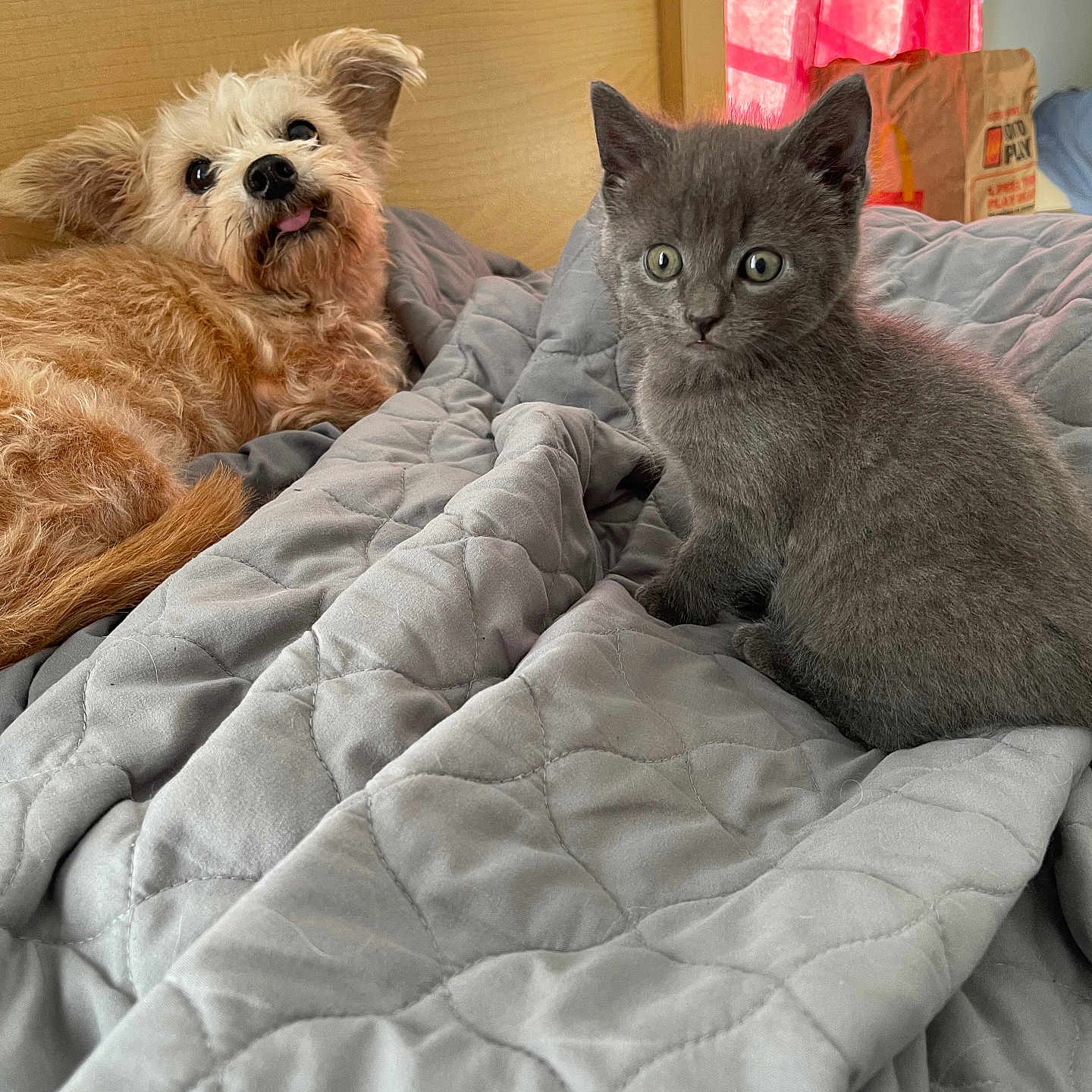 Chaos joined the competition — help win amazing prizes! animal, bed, bedroom, brown, cozy, curtain, cute, dog, ears, eyes, fluffy, fur, gray, indoor, kitten, pet, quilt, resting, tongue, wood