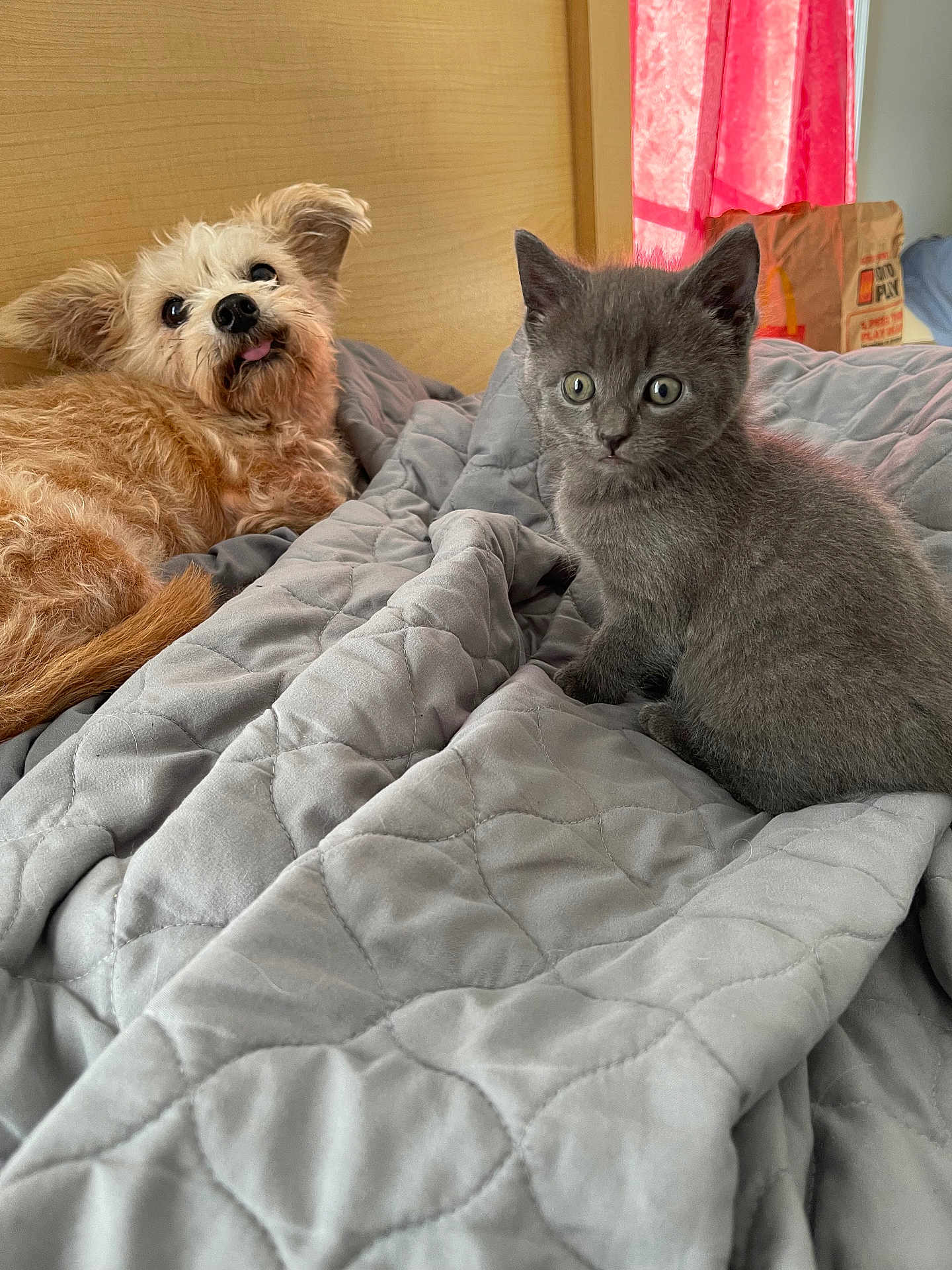 Chaos joined the competition — help win amazing prizes! dog, kitten, bedroom, quilt, gray, brown, pet, animal, cute, fluffy, fur, ears, eyes, tongue, resting, indoor, cozy, bed, wood, curtain