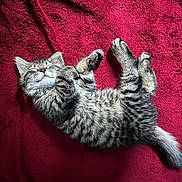 Ziggy is registered to the contest to win money with this photo: kitten, cat, sleeping, tabby, fur, pet, animal, cute, relaxed, cozy, indoor, resting, whiskers, tail, paw, mammal, feline, texture, blanket, red