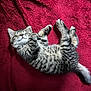 kitten, cat, sleeping, tabby, fur, pet, animal, cute, relaxed, cozy, indoor, resting, whiskers, tail, paw, mammal, feline, texture, blanket, red