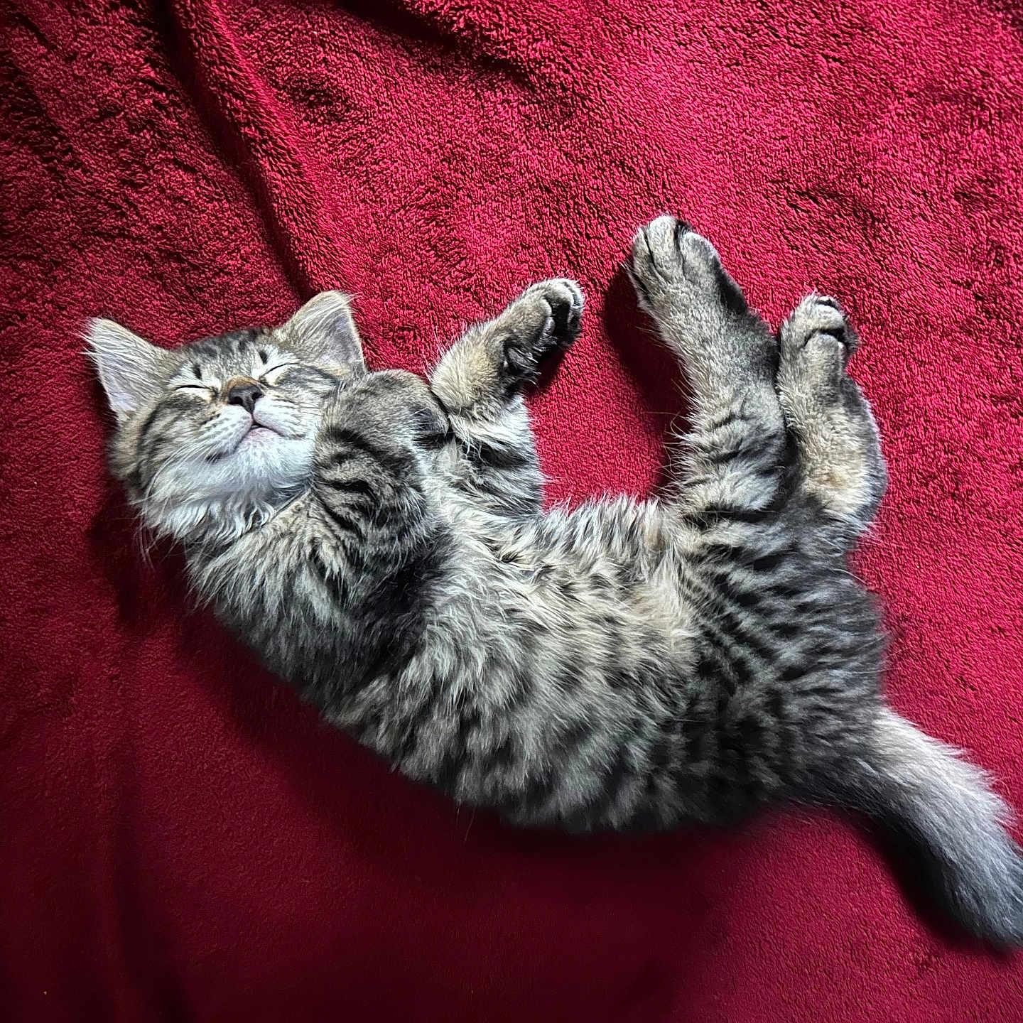 Ziggy is registered to the contest to win money with this photo: animal, blanket, cat, cozy, cute, feline, fur, indoor, kitten, mammal, paw, pet, red, relaxed, resting, sleeping, tabby, tail, texture, whiskers