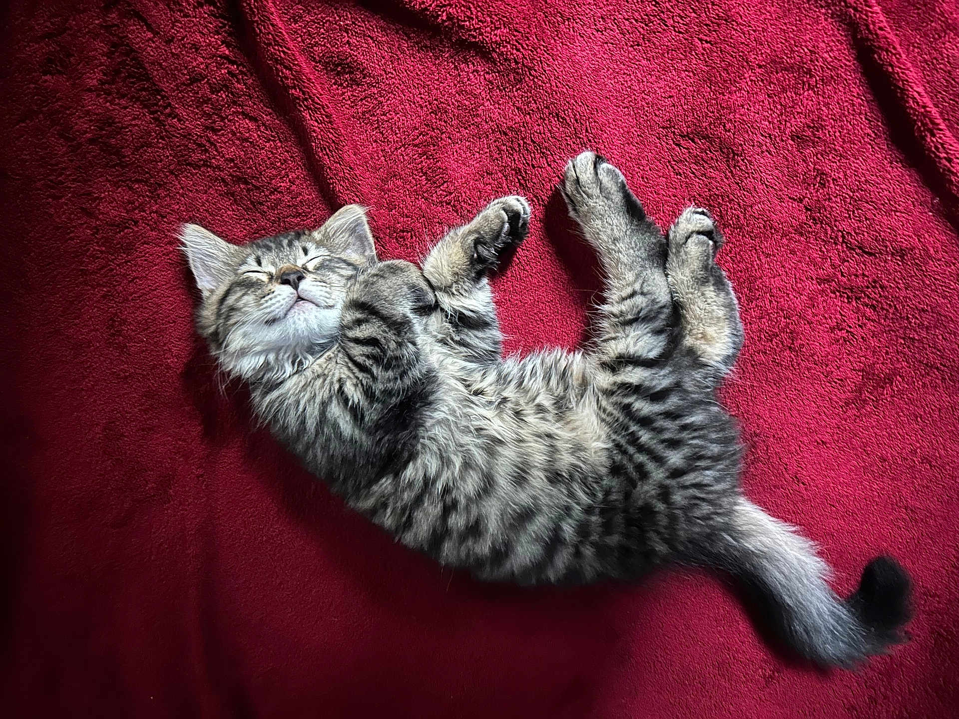 Ziggy