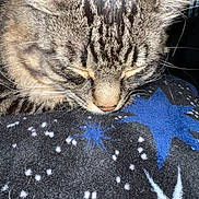 Luke is registered to the contest to win money with this photo: cat, tabby, sleeping, close_up, whiskers, fur, blanket, stars, blue, white, pattern, cozy, indoor, animal, pet, resting, face, cute, feline, relaxed