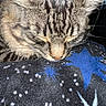 cat, tabby, sleeping, close_up, whiskers, fur, blanket, stars, blue, white, pattern, cozy, indoor, animal, pet, resting, face, cute, feline, relaxed