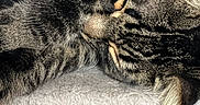 Luke joined the competition — help win amazing prizes! cat, tabby_cat, sleeping, fur, paw, close_up, pet, animal, whiskers, striped, soft_texture, relaxation, indoor, cozy, mammal, cute, resting, feline, domestic_cat, nap
