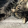 cat, tabby_cat, sleeping, fur, paw, close_up, pet, animal, whiskers, striped, soft_texture, relaxation, indoor, cozy, mammal, cute, resting, feline, domestic_cat, nap