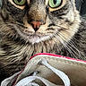 Luke joined the competition — help win amazing prizes! cat, tabby, close_up, green_eyes, whiskers, fur, sneaker, red_shoe, white_laces, curious, pet, animal, indoor, portrait, nose, face, feline, cute, playful, domestic_cat