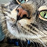 Luke is registered to the contest to win money with this photo: cat, close_up, face, whiskers, nose, green_eyes, fur, tabby, pet, animal, curious, texture, portrait, indoor, collar, blue_collar, feline, macro, detail, reflection