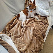 Iggy joined the competition — help win amazing prizes! dog, brown, white, blanket, couch, plush, cozy, indoor, pet, fur, alert, curious, carpet, collar, tag, resting, comfort, soft, relaxation, furniture