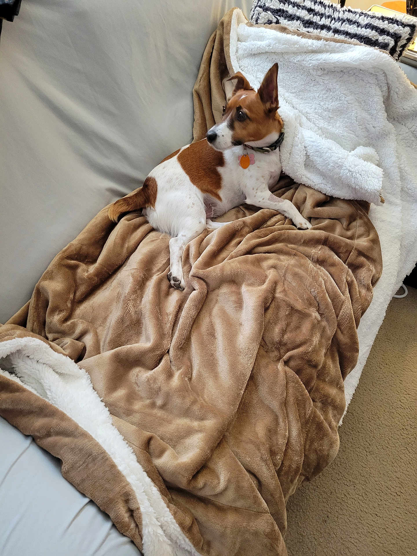 Iggy joined the competition — help win amazing prizes! dog, brown, white, blanket, couch, plush, cozy, indoor, pet, fur, alert, curious, carpet, collar, tag, resting, comfort, soft, relaxation, furniture