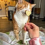 Cheddar joined the competition — help win amazing prizes! cat, orange_cat, ginger_cat, pet, indoor, blanket, heart_lollipop, hand, human_hand, whiskers, closed_eyes, cozy, home_interior, kitchen, hardwood_floor, box, trash_can, paw, portrait, playful