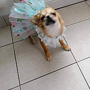 Myrtille a rejoint le concours — aidez-le/la à gagner de superbes lots ! dog, small_dog, pet, animal, costume, dress, feathers, ruffle, fashion, cute, standing, indoor, tile_floor, home, portrait, blurred_motion, brown_and_white, long_ears, puppy, screenshot