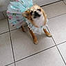 dog, small_dog, pet, animal, costume, dress, feathers, ruffle, fashion, cute, standing, indoor, tile_floor, home, portrait, blurred_motion, brown_and_white, long_ears, puppy, screenshot