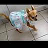 dog, chihuahua, small_dog, dressed_dog, pet, animal, canine, pink_dress, blue_dress, ruffle, bow, fashion, walking, standing, tile_floor, indoor, home, phone_screenshot, social_media, portrait