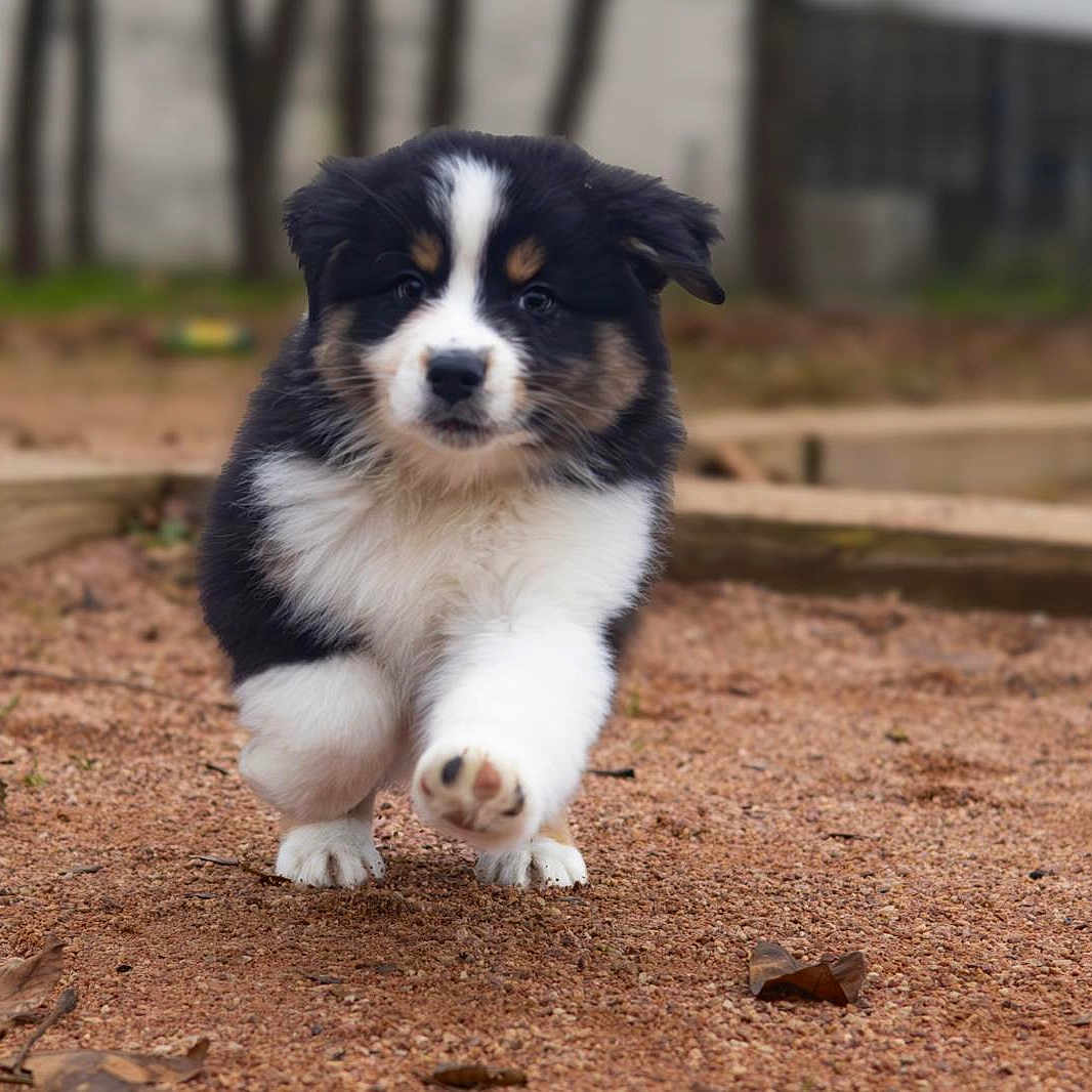 Vaïko participe au concours pour gagner de l'argent avec cette photo : animal, ball, canine, cockerspaniel, collie, dog, football, grass, hound, husky, papillon, pet, plant, puppy, rock, snout, soccer, soccerball, soil, sport
