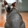 Jinx is registered to the contest to win money with this photo: animal, blurred_background, cat, close_up, curious, ears, feline, floor, hairless, home, indoor, light, looking_back, pet, portrait, rug, skin, sphynx_cat, texture, whiskers