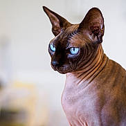 Jinx is registered to the contest to win money with this photo: alert, animal, background_blur, blue_eyes, close_up, cute, domestic_cat, ears, face, feline, focused, hairless_cat, indoor, looking_away, mammal, pet, portrait, sphynx_cat, whiskers, wrinkled_skin