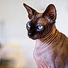alert, animal, background_blur, blue_eyes, close_up, cute, domestic_cat, ears, face, feline, focused, hairless_cat, indoor, looking_away, mammal, pet, portrait, sphynx_cat, whiskers, wrinkled_skin