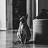 Jinx joined the competition — help win amazing prizes! animal, black_and_white, cat, ceramic_jug, curious, domestic, floor_reflection, focused, hairless, indoor, monochrome, number_5, pet, portrait, sitting, sphynx_cat, still_life, vintage_style, wooden_floor, wrinkled_skin