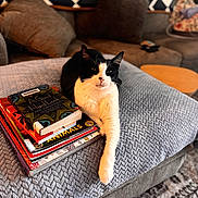 Oreo joined the competition — help win amazing prizes! animal, black_and_white_cat, blanket, books, carpet, cat, couch, cozy, decor, furniture, home, indoor, knitted_blanket, living_room, pet, pillow, relaxed, stack_of_books, stretching, table