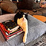 animal, black_and_white_cat, blanket, books, carpet, cat, couch, cozy, decor, furniture, home, indoor, knitted_blanket, living_room, pet, pillow, relaxed, stack_of_books, stretching, table