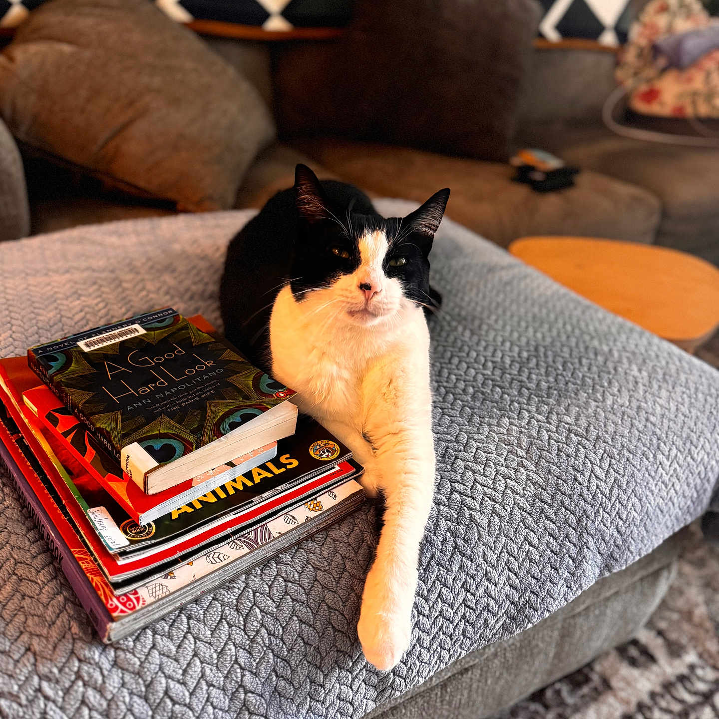 Oreo joined the competition — help win amazing prizes! animal, black_and_white_cat, blanket, books, carpet, cat, couch, cozy, decor, furniture, home, indoor, knitted_blanket, living_room, pet, pillow, relaxed, stack_of_books, stretching, table