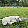 Unna a rejoint le concours — aidez-le/la à gagner de superbes lots ! dog, white_dog, grass, soccer_field, players, sports, outdoor, trees, cloudy_sky, leash, resting, team_uniform, greenery, field, nature, recreation, canine, relaxed, game, daytime