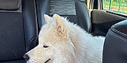 Unna participe au concours pour gagner de l'argent avec cette photo : dog, samoyed, white_fur, fluffy, car_interior, back_seat, leather_seat, window, sunlight, pet, animal, happy, relaxed, seatbelt, collar, leash, daylight, outdoor_view, fence, headrest