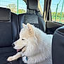 dog, samoyed, white_fur, fluffy, car_interior, back_seat, leather_seat, window, sunlight, pet, animal, happy, relaxed, seatbelt, collar, leash, daylight, outdoor_view, fence, headrest