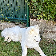 Unna a rejoint le concours — aidez-le/la à gagner de superbes lots ! dog, white_dog, fluffy, grass, garden, fence, greenery, outdoor, pet, canine, nature, relaxed, animal, leafy_plants, summer, sunlight, fur, resting, side_view, peaceful