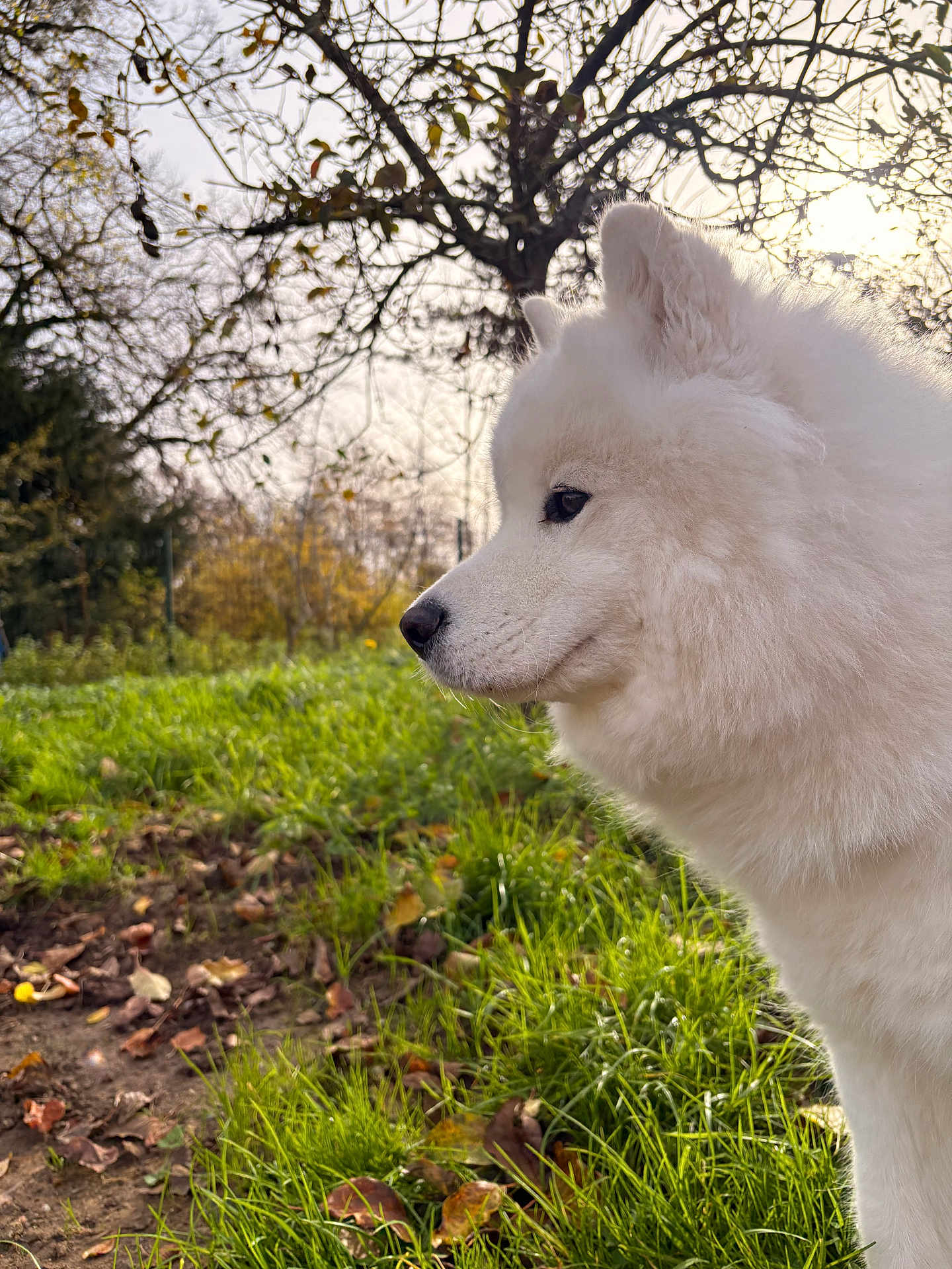 Unna participe au concours pour gagner de l'argent avec cette photo : dog, white_dog, samoyed, fluffy, grass, outdoor, nature, tree, autumn, profile, pet, canine, fur, leaf, sunlight, daylight, animal, park, side_view, peaceful
