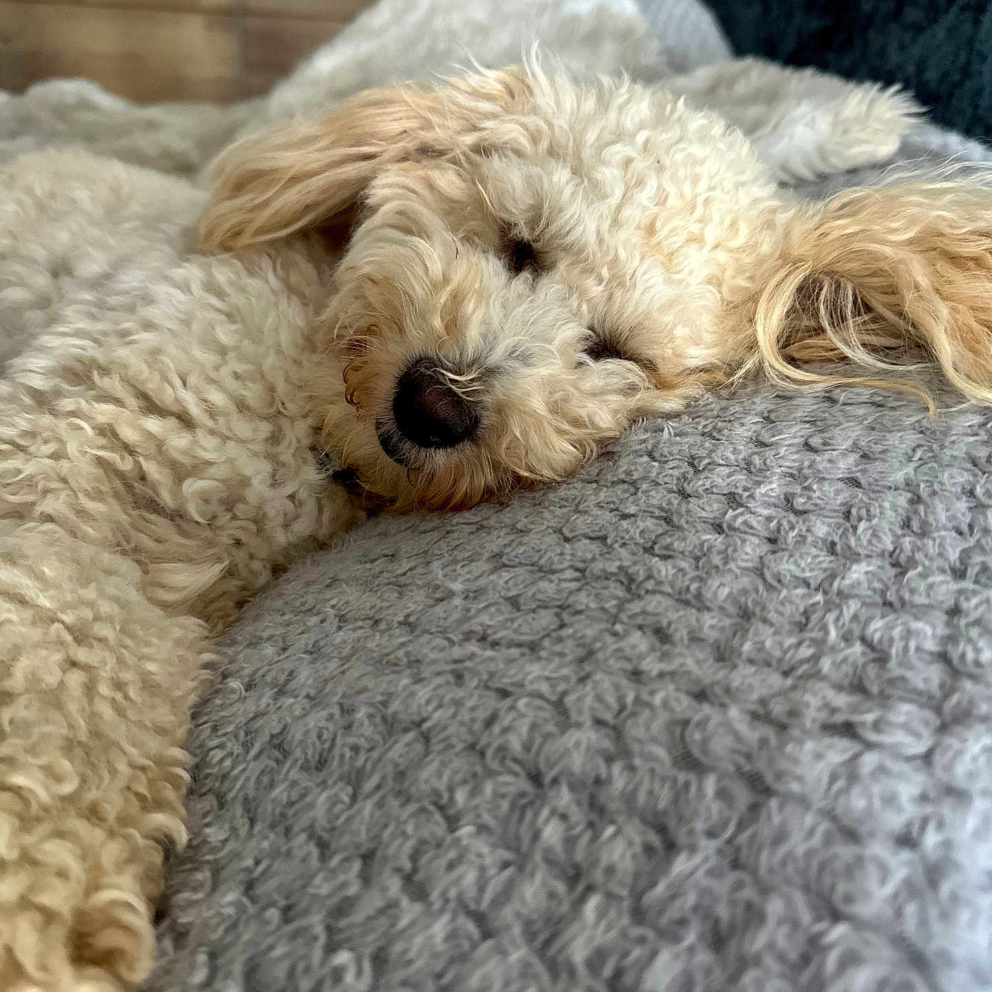 Fergie is registered to the contest to win money with this photo: animal, bed, bedroom, blanket, canine, cushion, dog, dogbed, furniture, homedecor, indoors, person, pet, poodle, puppy, quilt, room, sleeping, terrier, whitedog