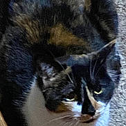Mini joined the competition — help win amazing prizes! animal, calico, carpet, cat, closeup, cozy, cute, domestic, ears, eyes, face, feline, fur, indoor, looking_up, mammal, pet, resting, sitting, whiskers
