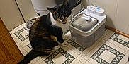 Mini joined the competition — help win amazing prizes! animal, appliance, cabinet, calico_cat, cat, cord, corner, curious, domestic, feline, floor, home, indoor, pet, pet_feeder, power_outlet, sitting, tile_floor, wall, water_fountain