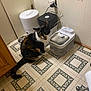 animal, appliance, cabinet, calico_cat, cat, cord, corner, curious, domestic, feline, floor, home, indoor, pet, pet_feeder, power_outlet, sitting, tile_floor, wall, water_fountain