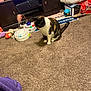 Mini is registered to the contest to win money with this photo: animal, cabinet, calico_cat, carpet, cat, cat_toys, clutter, colorful, cozy, curious, domestic, floor, furniture, household_items, indoor, pet, plastic_toy, playful, room, sitting