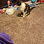 Mini is registered to the contest to win money with this photo: background, box, brown_carpet, calico_cat, carpet, cat, colorful, cozy, curious, domestic_animal, feline, floor, furniture, household_item, indoor, pet, plastic_toy, purple_blanket, sitting, toy