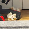 Garfield joined the competition — help win amazing prizes! animal, carpet, cat, chair, curious, cute, domestic_cat, floor, fluffy, furniture, green_eyes, home, indoor, kitten, orange_and_white, pet, playful, upside_down, wheel, wooden_floor