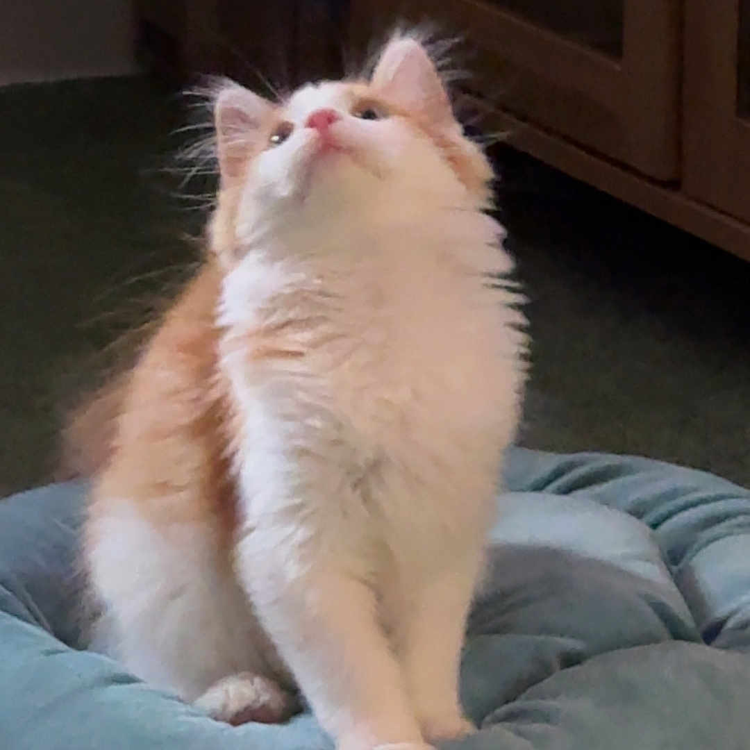 Garfield